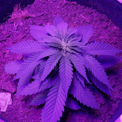 Muskoka Kush #2 Veronica  growlog timeline photo