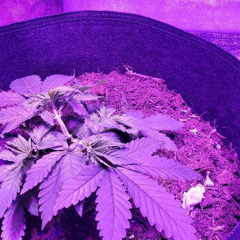 Muskoka Kush #1 Betty growlog timeline photo