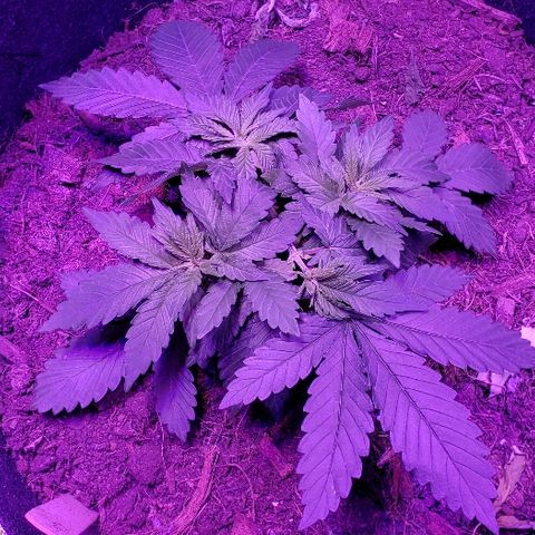 Muskoka Kush #1 Betty growlog timeline photo