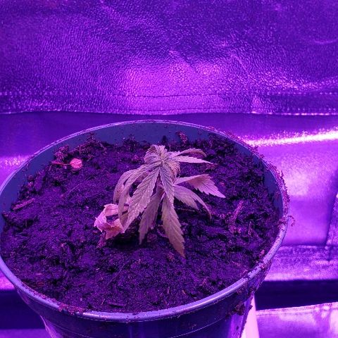 Muskoka Kush #2 Veronica  growlog timeline photo