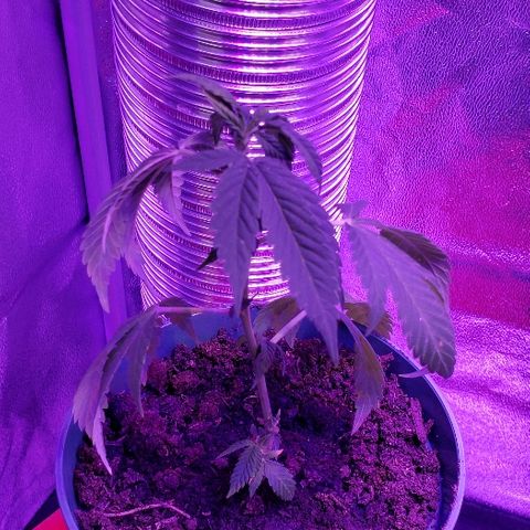 Muskoka Kush #2 Veronica  growlog timeline photo