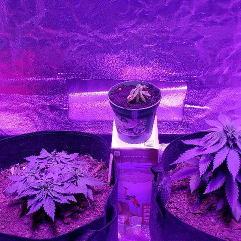 Muskoka Kush #2 Veronica  growlog timeline photo