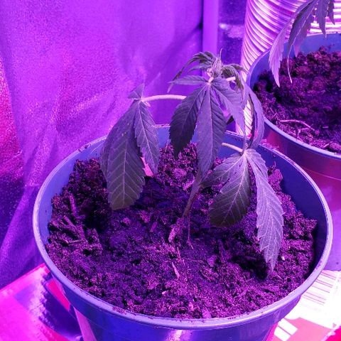Muskoka Kush #2 Veronica  growlog timeline photo