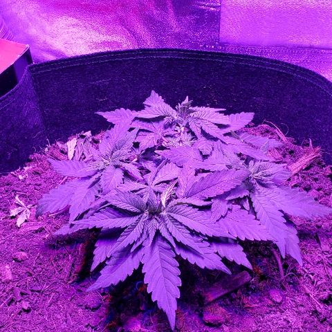 Muskoka Kush #1 Betty growlog timeline photo