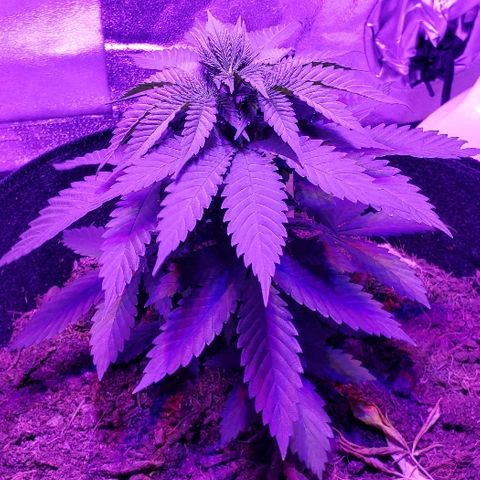 Muskoka Kush #2 Veronica  growlog timeline photo