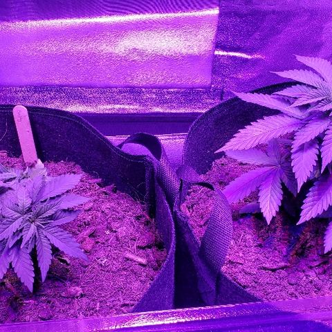 Muskoka Kush #2 Veronica  growlog timeline photo