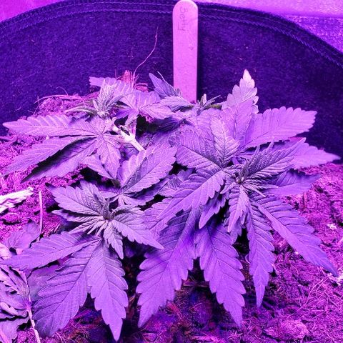 Muskoka Kush #1 Betty growlog timeline photo