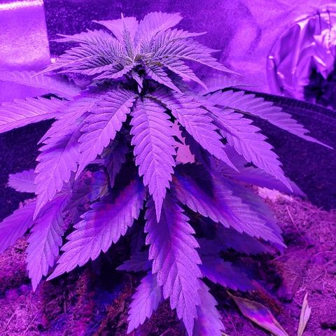 Muskoka Kush #2 Veronica  growlog timeline photo