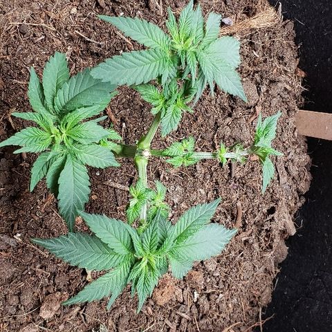 Muskoka Kush #1 Betty growlog timeline photo