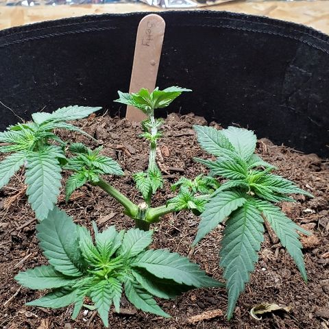 Muskoka Kush #1 Betty growlog timeline photo