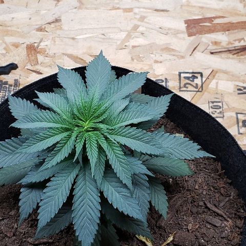 Muskoka Kush #2 Veronica  growlog timeline photo