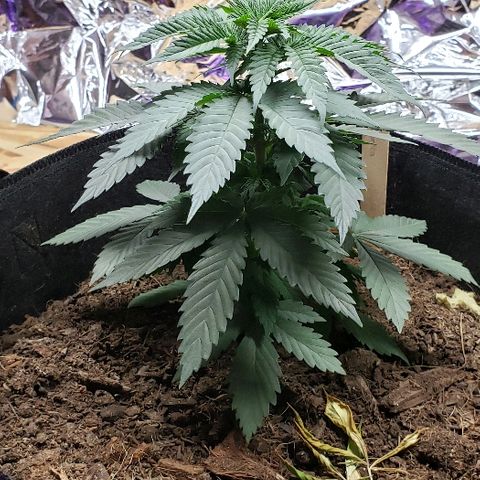 Muskoka Kush #2 Veronica  growlog timeline photo