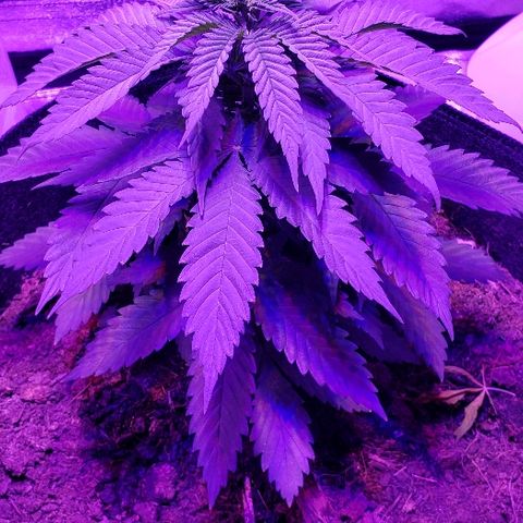 Muskoka Kush #2 Veronica  growlog timeline photo
