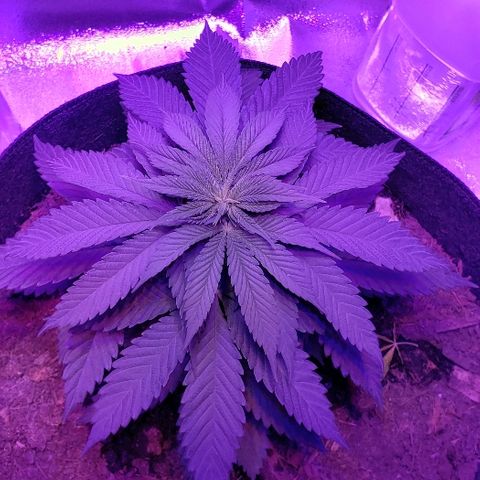 Muskoka Kush #2 Veronica  growlog timeline photo