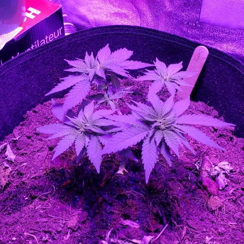 Muskoka Kush #1 Betty growlog timeline photo