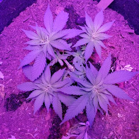 Muskoka Kush #1 Betty growlog timeline photo
