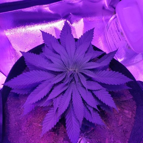 Muskoka Kush #2 Veronica  growlog timeline photo