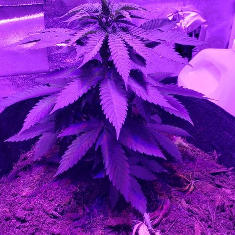 Muskoka Kush #2 Veronica  growlog timeline photo