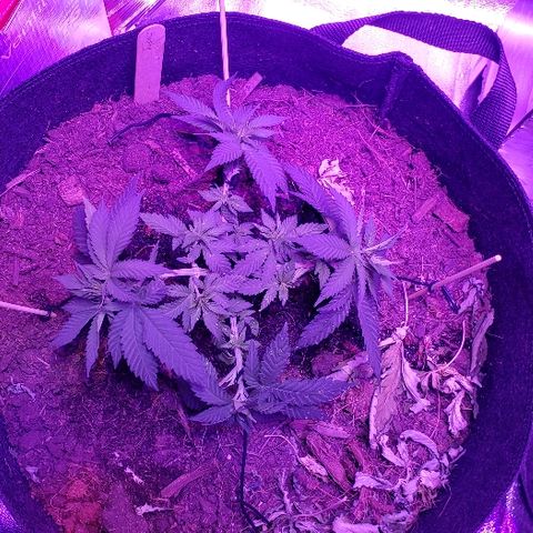 Muskoka Kush #1 Betty growlog timeline photo