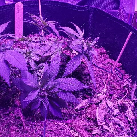Muskoka Kush #1 Betty growlog timeline photo