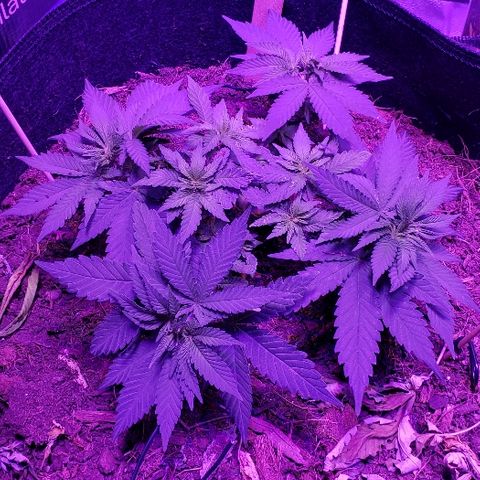 Muskoka Kush #1 Betty growlog timeline photo