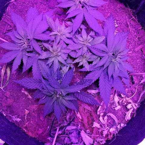Muskoka Kush #1 Betty growlog timeline photo