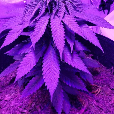 Muskoka Kush #2 Veronica  growlog timeline photo