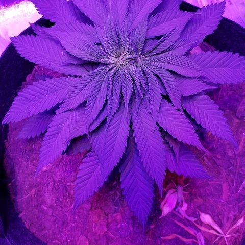 Muskoka Kush #2 Veronica  growlog timeline photo