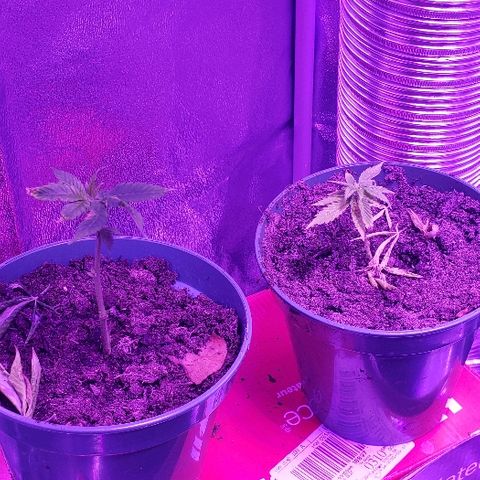 Muskoka Kush #2 Veronica  growlog timeline photo
