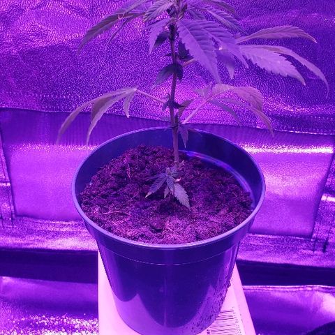 Muskoka Kush #2 Veronica  growlog timeline photo