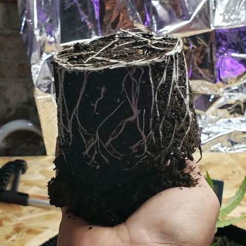 Gelato Cheryl  growlog timeline photo