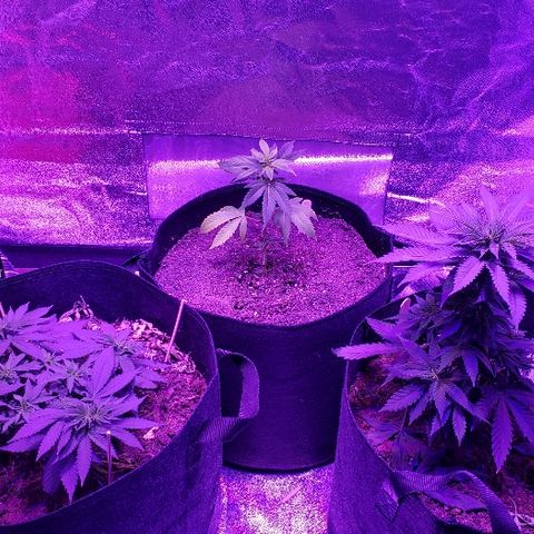 Muskoka Kush #2 Veronica  growlog timeline photo