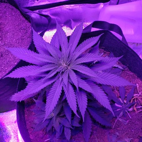 Muskoka Kush #2 Veronica  growlog timeline photo