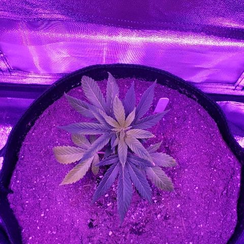 Gelato Cheryl  growlog timeline photo