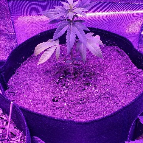 Gelato Cheryl  growlog timeline photo
