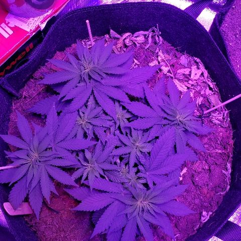 Muskoka Kush #1 Betty growlog timeline photo
