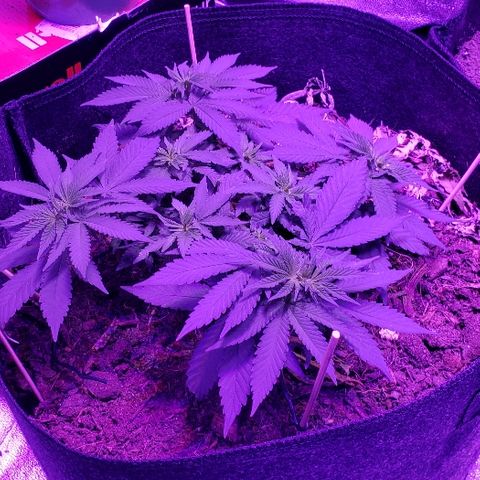 Muskoka Kush #1 Betty growlog timeline photo