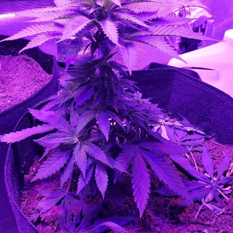 Muskoka Kush #2 Veronica  growlog timeline photo