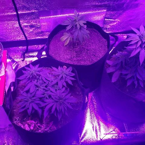 Muskoka Kush #2 Veronica  growlog timeline photo