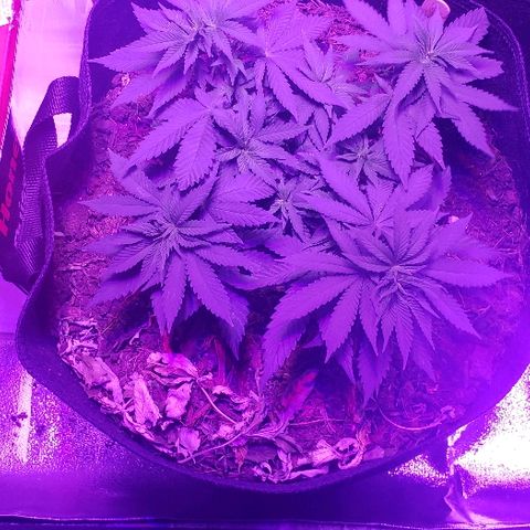 Muskoka Kush #1 Betty growlog timeline photo