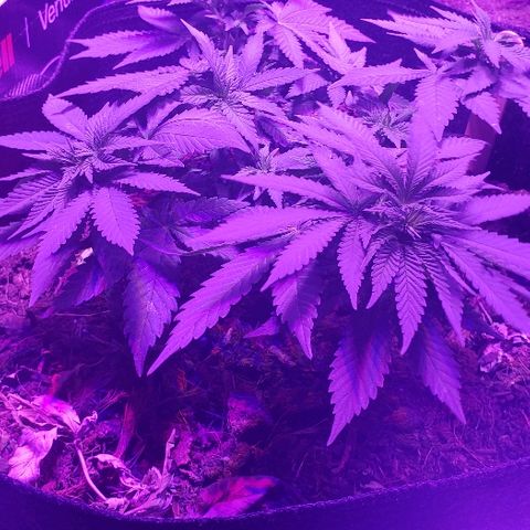 Muskoka Kush #1 Betty growlog timeline photo