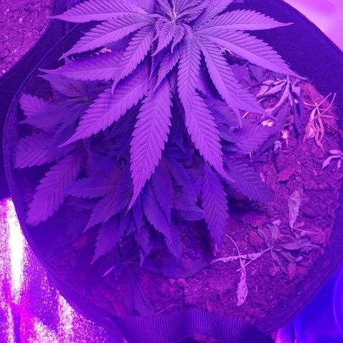Muskoka Kush #2 Veronica  growlog timeline photo