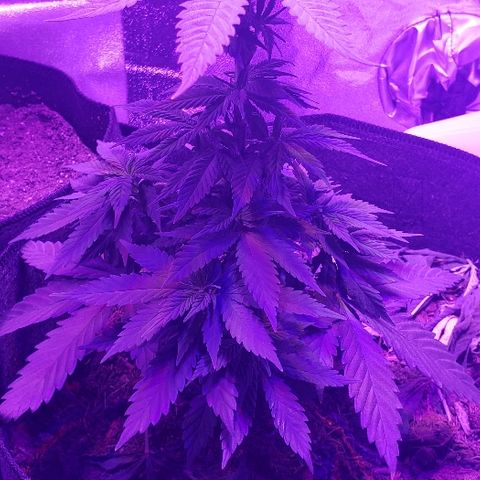 Muskoka Kush #2 Veronica  growlog timeline photo