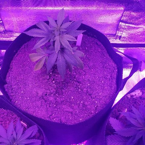 Gelato Cheryl  growlog timeline photo