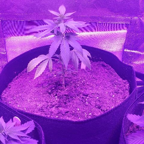 Gelato Cheryl  growlog timeline photo