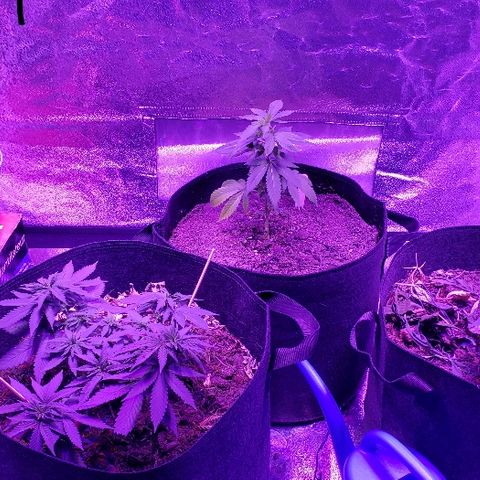 Muskoka Kush #2 Veronica  growlog timeline photo