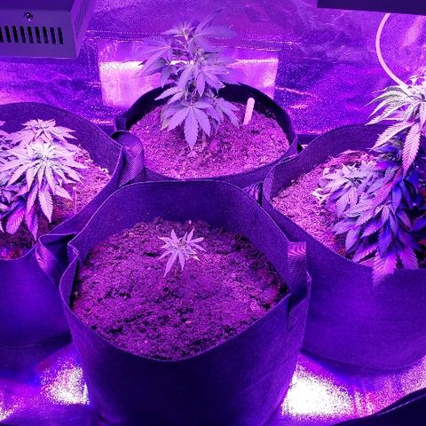 Muskoka Kush #2 Veronica  growlog timeline photo