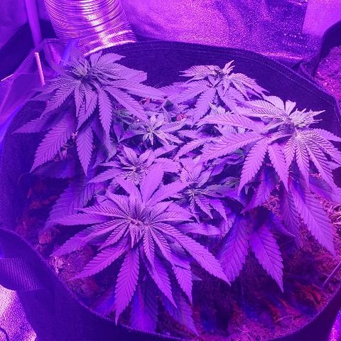 Muskoka Kush #1 Betty growlog timeline photo