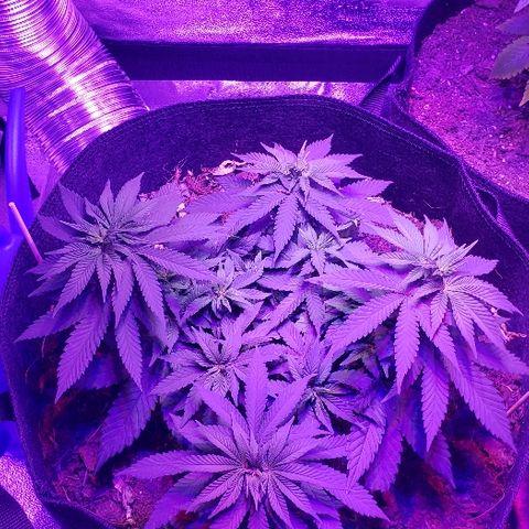 Muskoka Kush #1 Betty growlog timeline photo