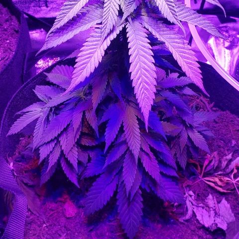 Muskoka Kush #2 Veronica  growlog timeline photo